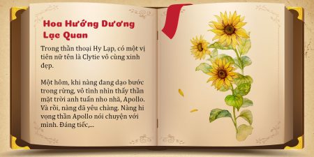 Câu chuyện Hoa Hướng Dương lạc quan