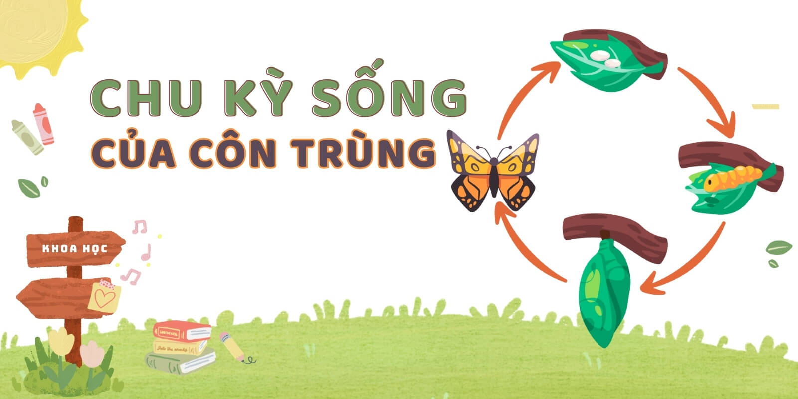 Chu kỳ sống của côn trùng