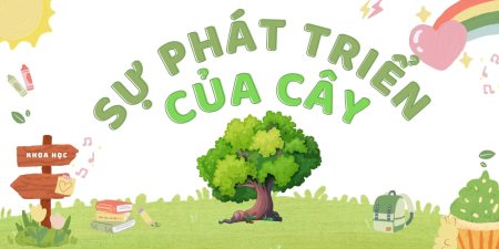 Sự phát triển của cây cối