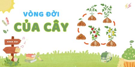 vòng đời của cây